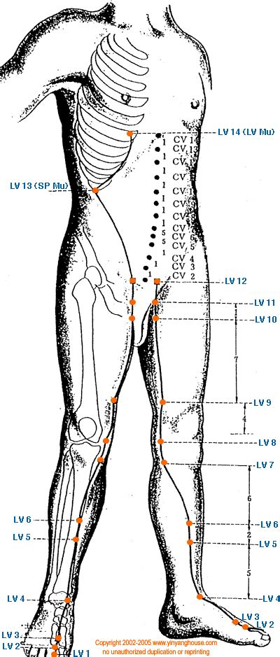 lv 5 acupuncture point|liver acupuncture points chart.